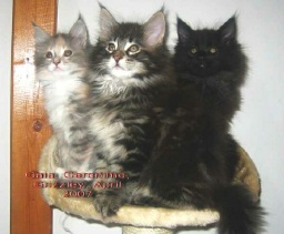 PanonHunters Maine Coons 2016