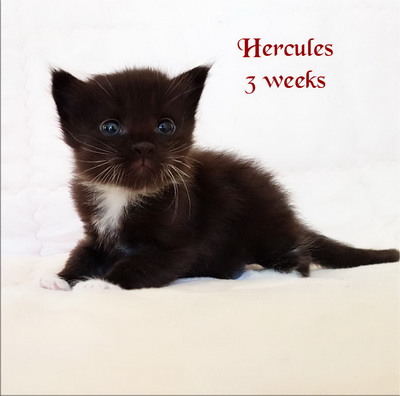 hercules3