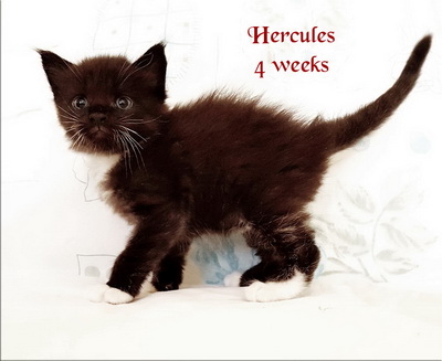 hercules4