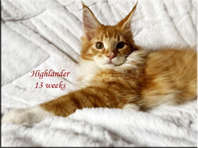highlander 13 weeks