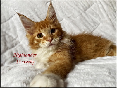 highlander 13 weeks