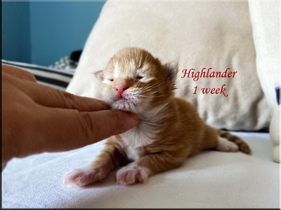 highlander1week