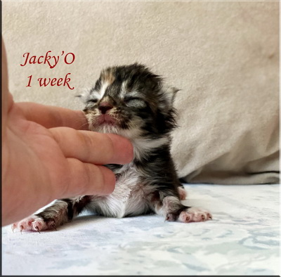 jackyo1week
