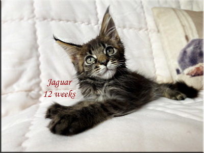 jaguar12weeks