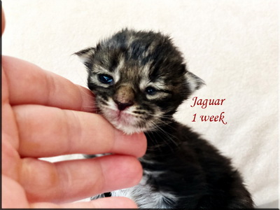 jaguar1week