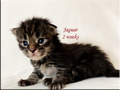 jaguar2weeks