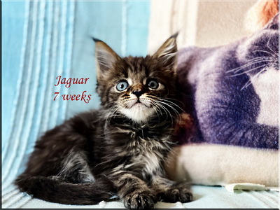 jaguar7weeks