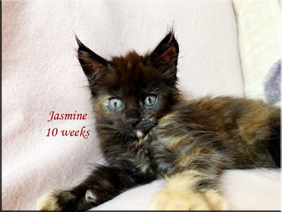 jasmine10w