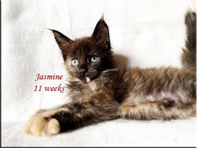 jasmine11w