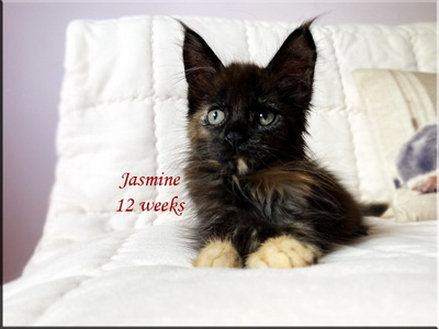 jasmine12w