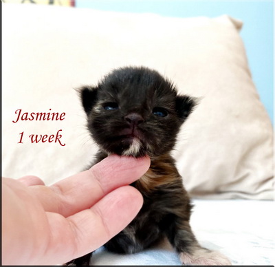 jasmine1week
