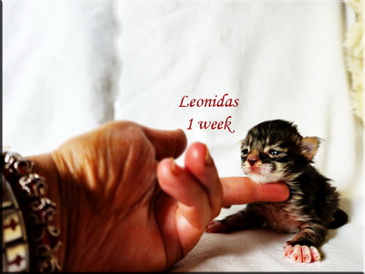 leonidas1week