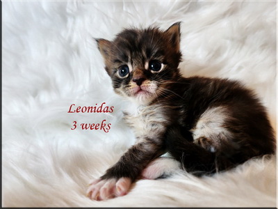 leonidas3weeks