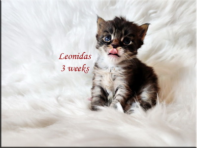 leonidas3weeks