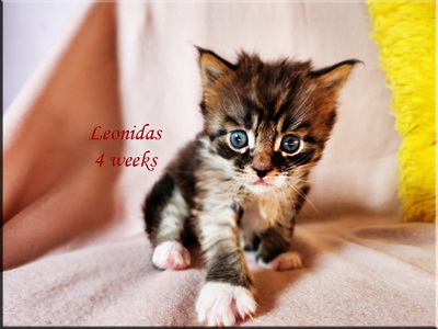 leonidas4weeks