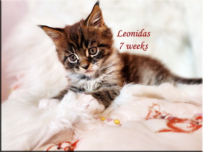Loenidas7weeks