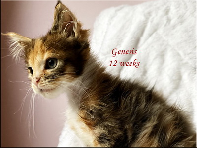 genesis12weeks