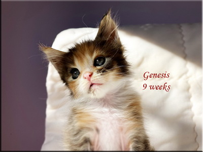 genesis9weeks