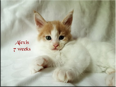 alexis7weeks
