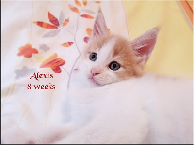 alexis8 weeks