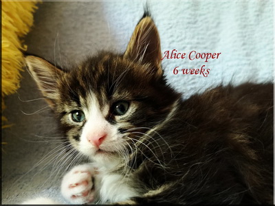 alicecooper6weeks