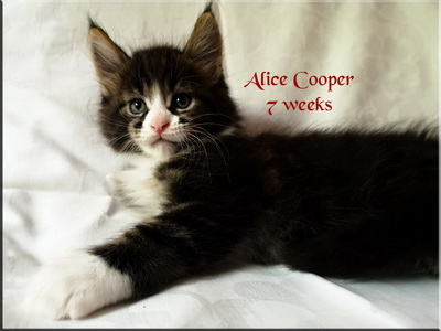 alicecooper7weeks