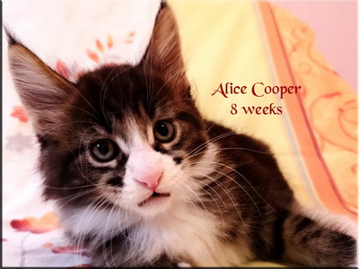 alicecooper 8 weeks
