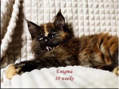 enigma10weeks