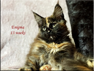 enigma13weeks