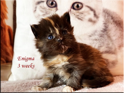 enigma3weeks