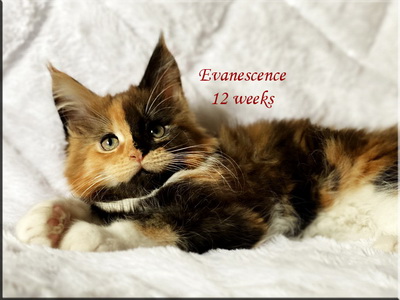 evanescence12weeks