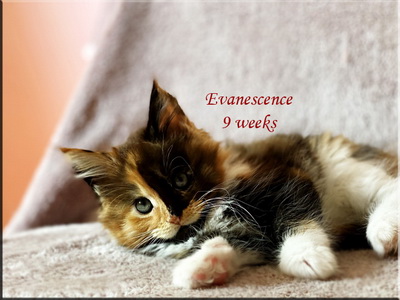 evanescence9weeks