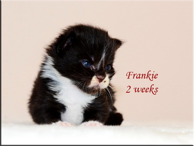 Frankie2weeks