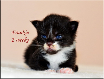 Frankie2weeks