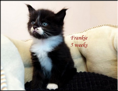 Frankie5weeks