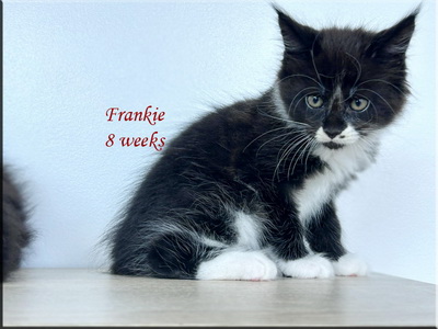 frankie8weeks