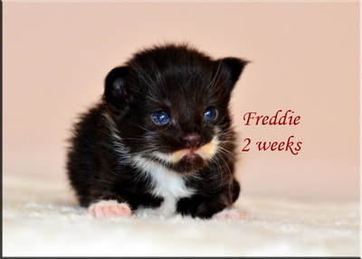 freddie2weeks