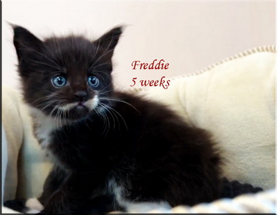 Freddie5weeks