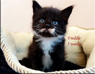 Freddie5weeks