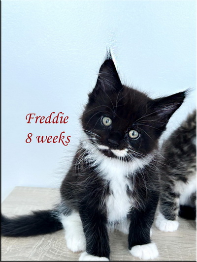 freddie 8 weeks