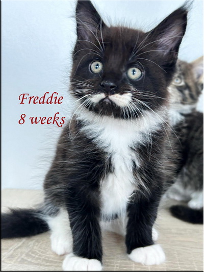 freddie 8 weeks