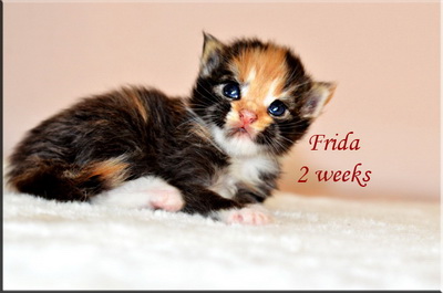 frida2weeks