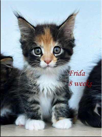 frida8weeks