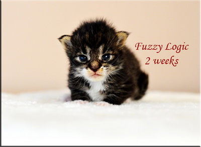 fuzzylogic2weeks