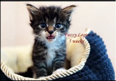 FuzzyLogic5weeks