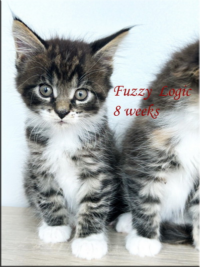 fuzzylogic8weeks