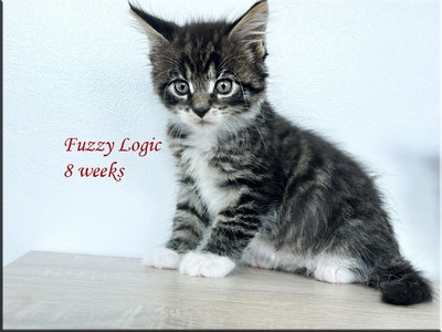 fuzzylogic8weeks