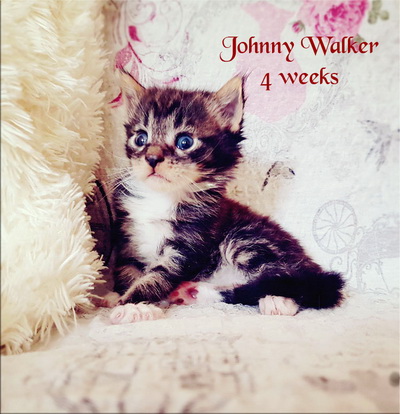 JohnnyWalker4