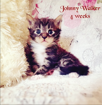 JohnnyWalker4