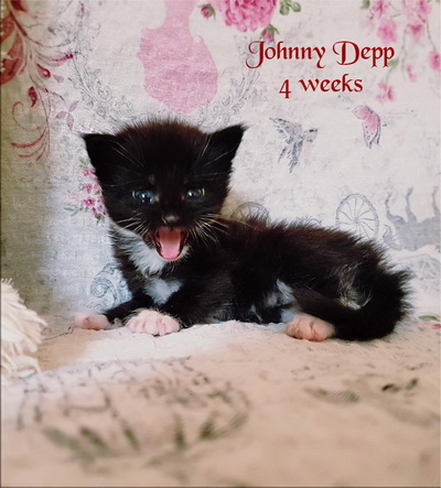 JohnnyDepp4